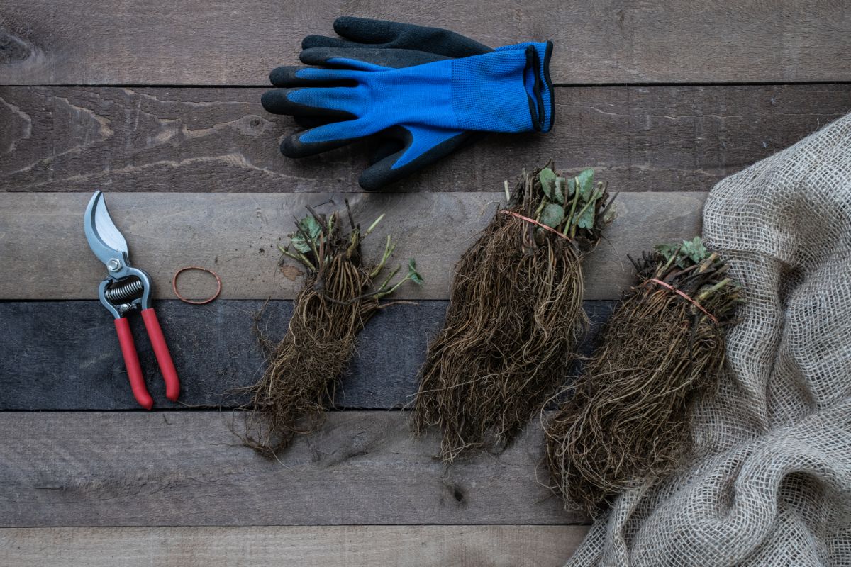 Gloves, gardening scissors, cloth sheet and strawberry roots in stacks on wooden table