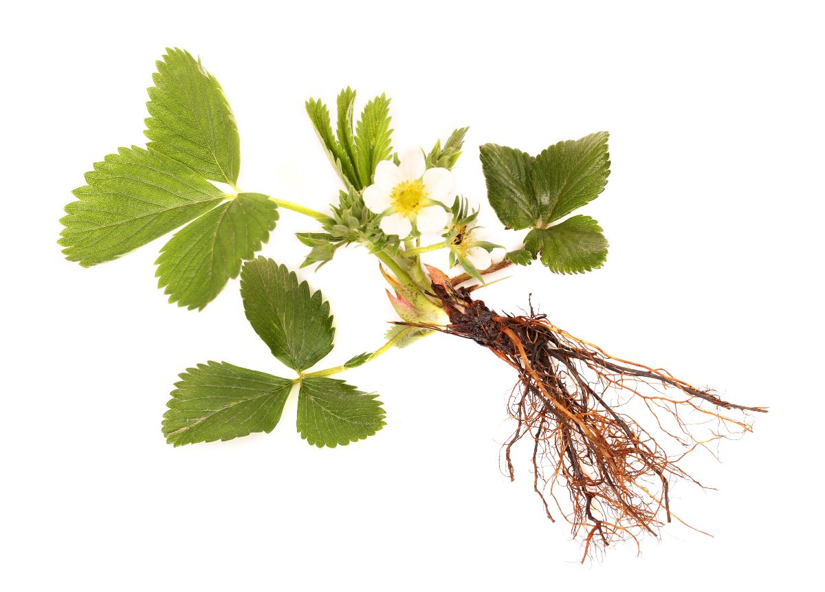 Strawberry plant with roots and flowers on white background