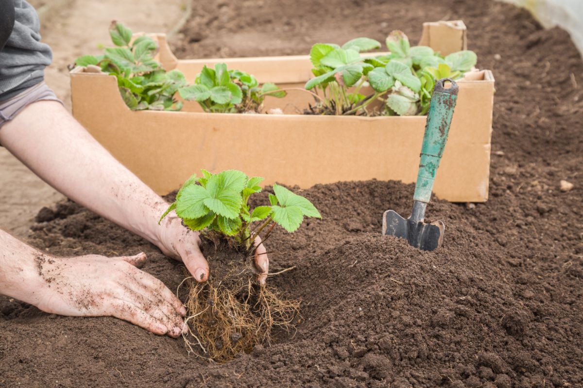 Gardener platning strawberry plant in soil, crate full of strawberry palants and small gardener shovel