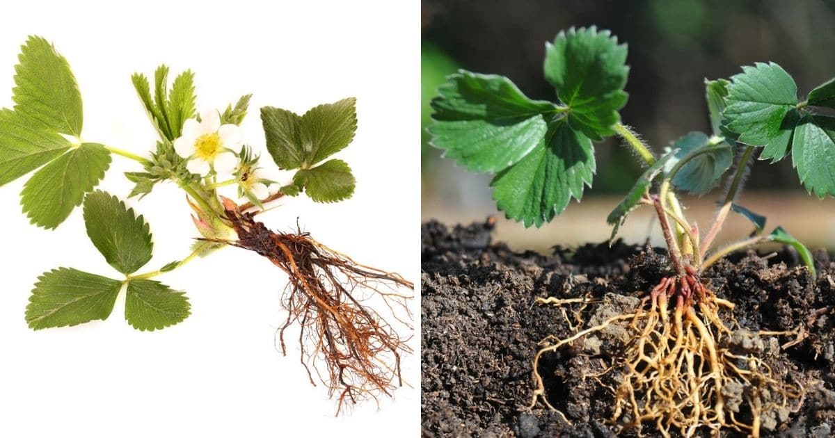 plant roots pictures