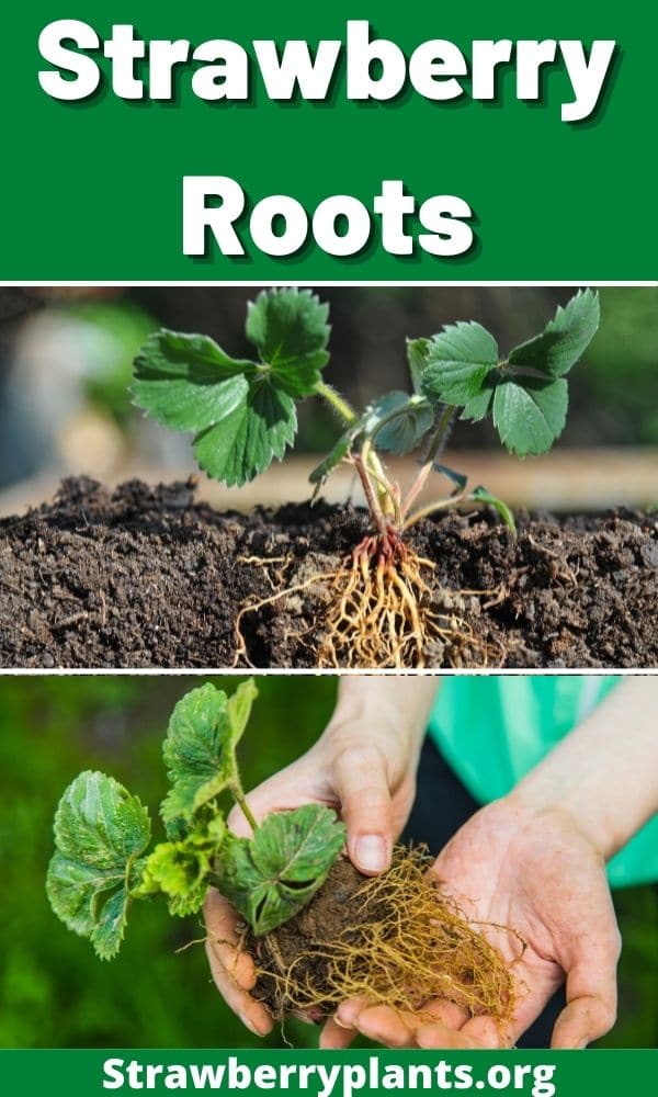 Strawberry Roots – Strawberry Plants