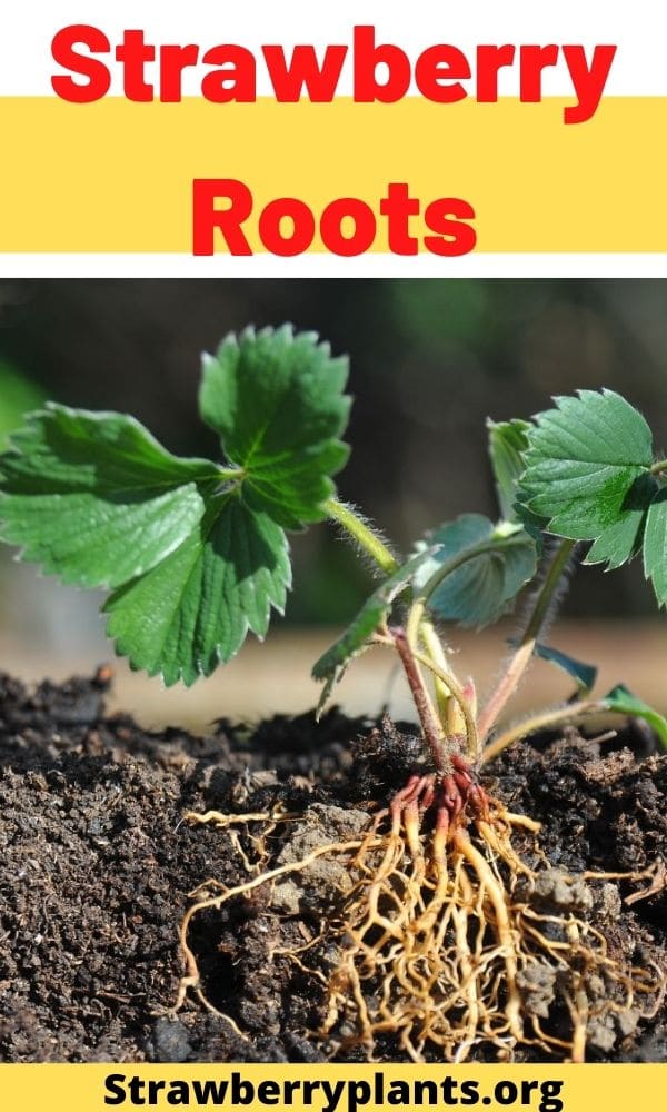 Strawberry Roots – Strawberry Plants