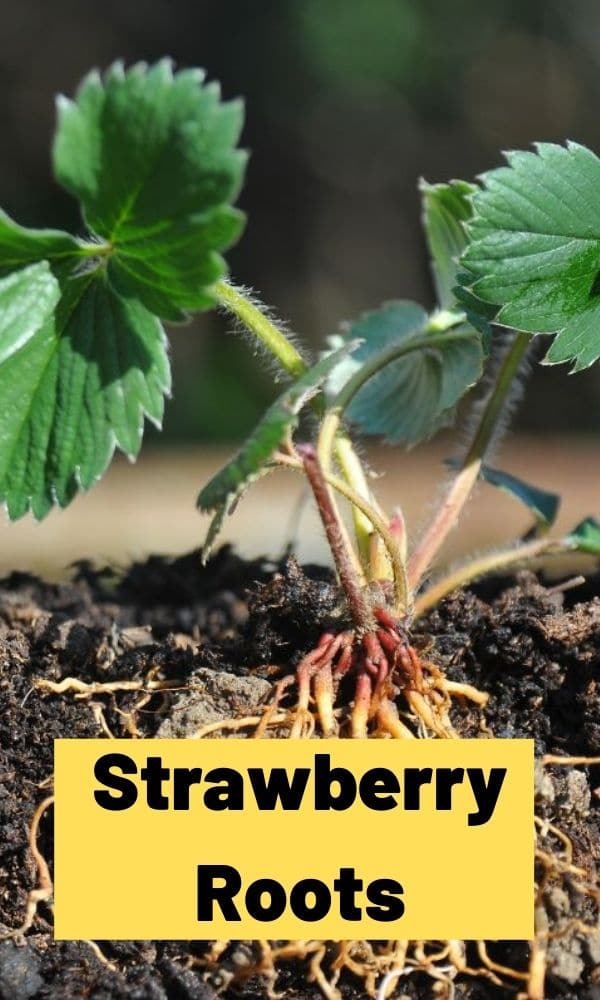 Strawberry Roots – Strawberry Plants