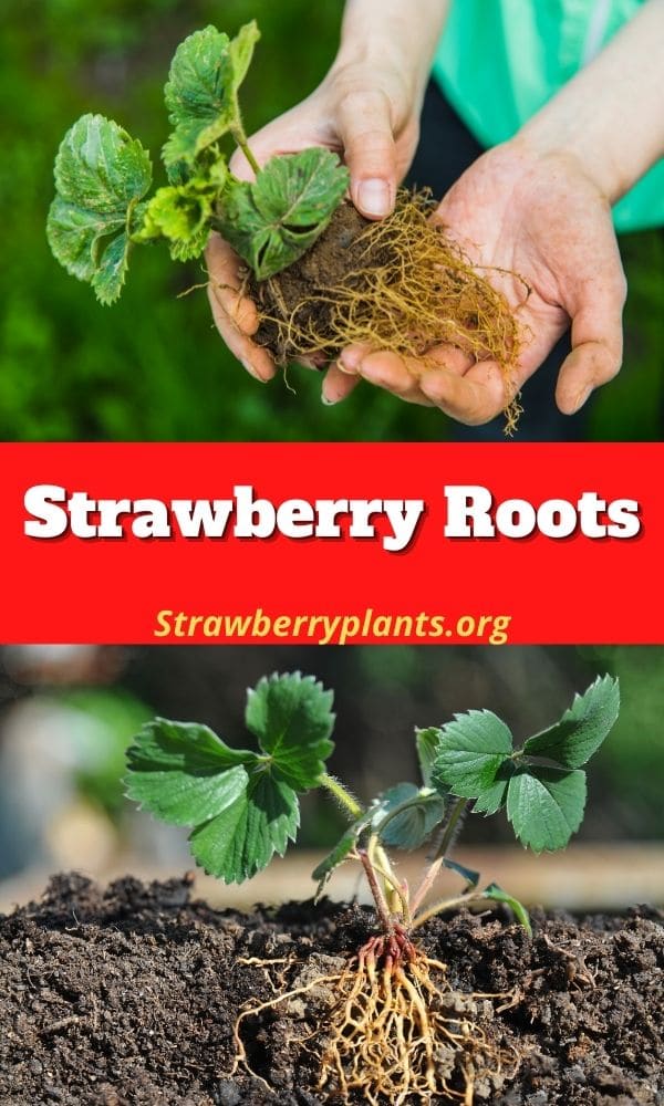 Strawberry Roots – Strawberry Plants