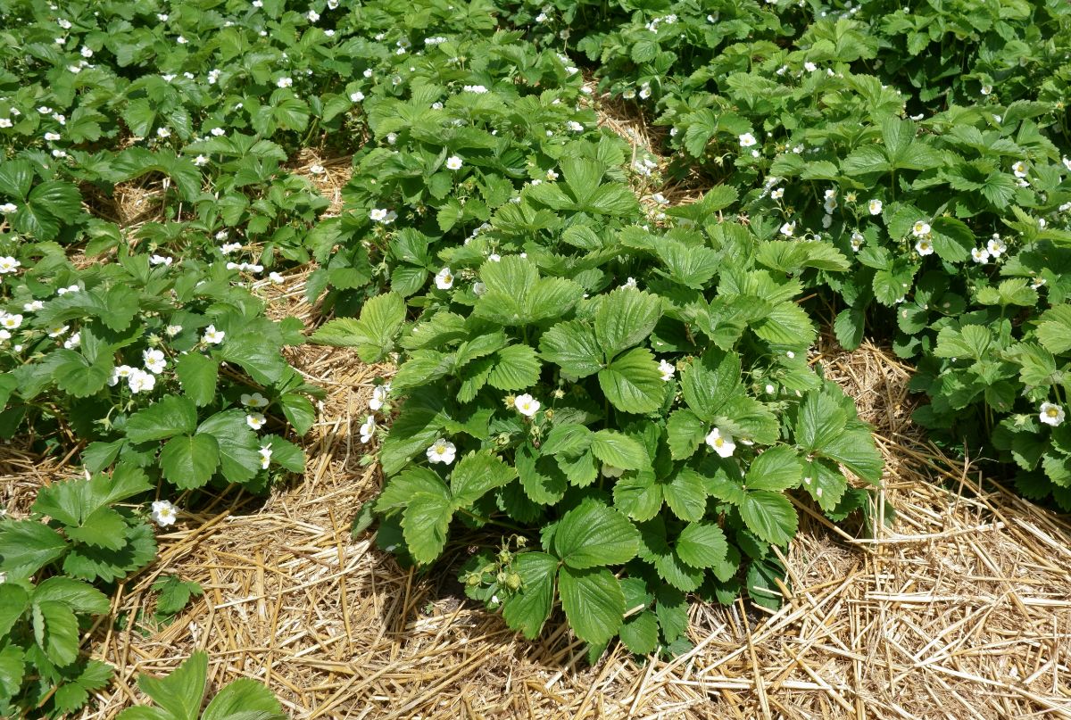 Strawberry plant farm mulched in straw bed