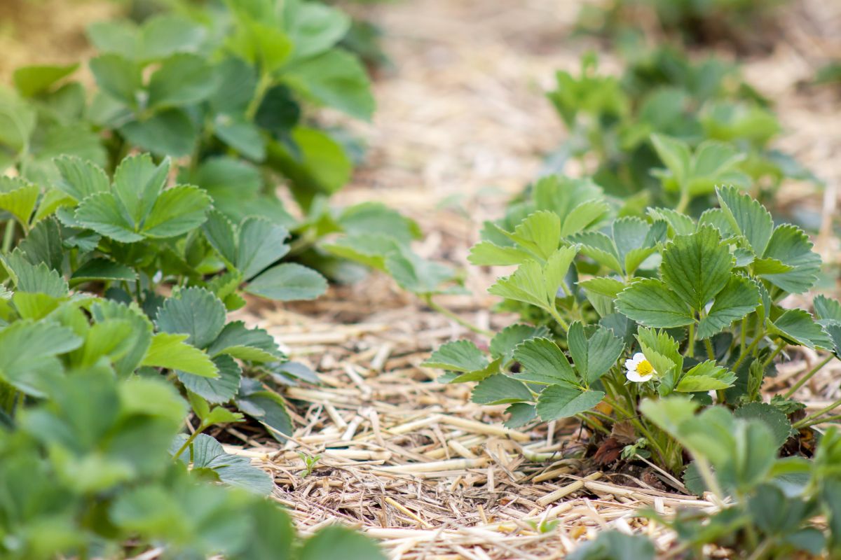 Young strawberry plants in mulched straw bed