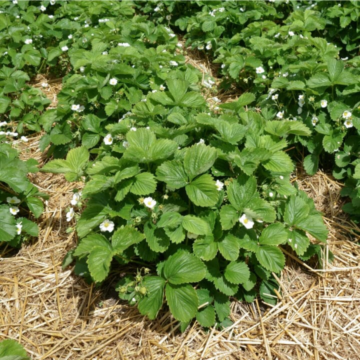 What Causes Strawberry Plants to Wilt? Strawberry Plants