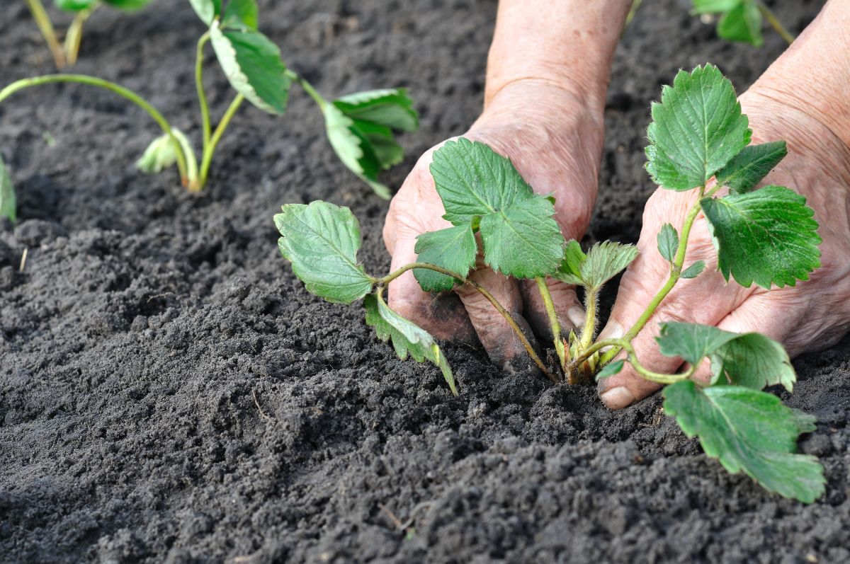 Farmer hands planting strawberry seedlings into fresh soil