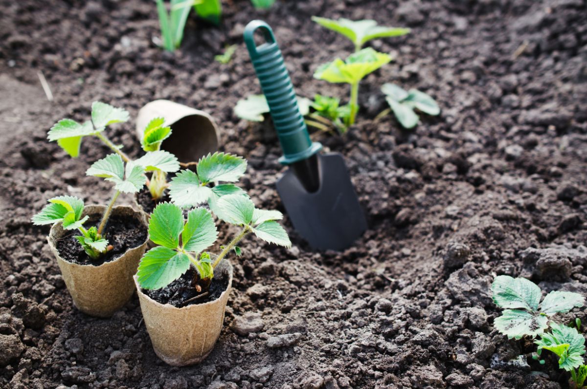 Strawberry seedlings in small pots next to garden showel in soil