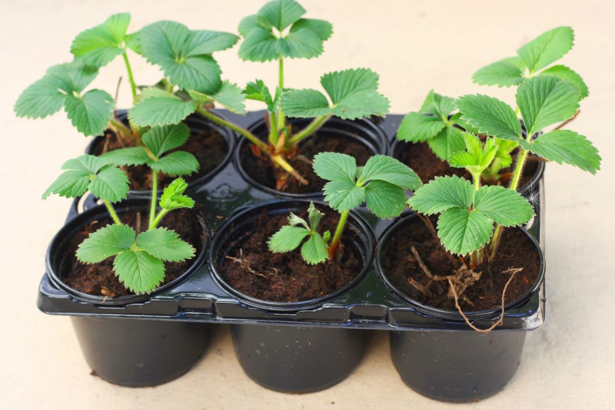 Strawberry seedlings in plastic container on brown background