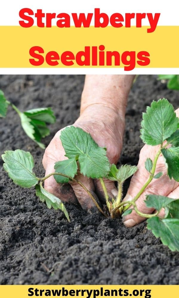 Strawberry Seedlings (Guide) – Strawberry Plants