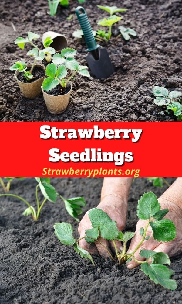 Strawberry Seedlings (Guide) – Strawberry Plants