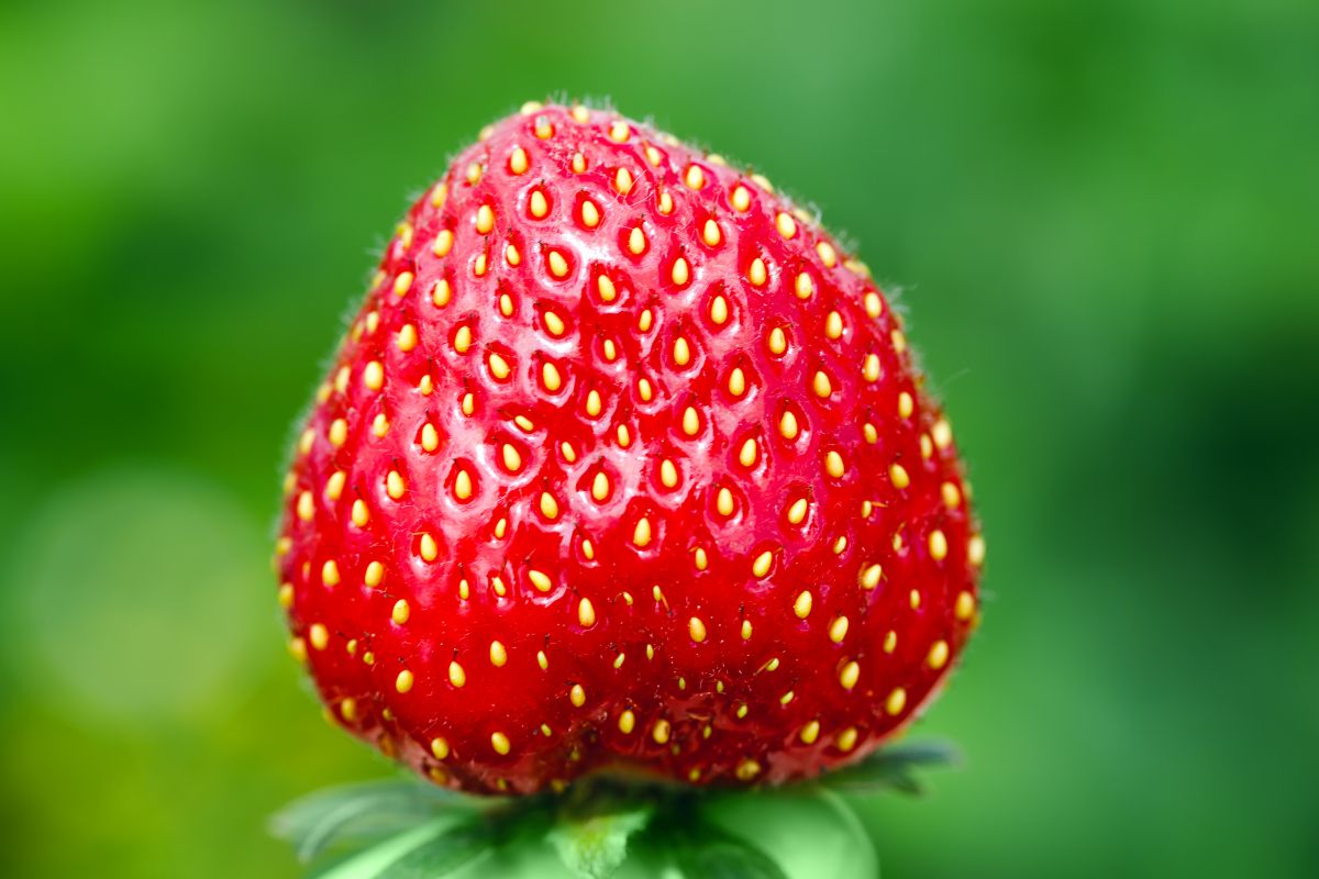 Upside down ripe fresh strawberry