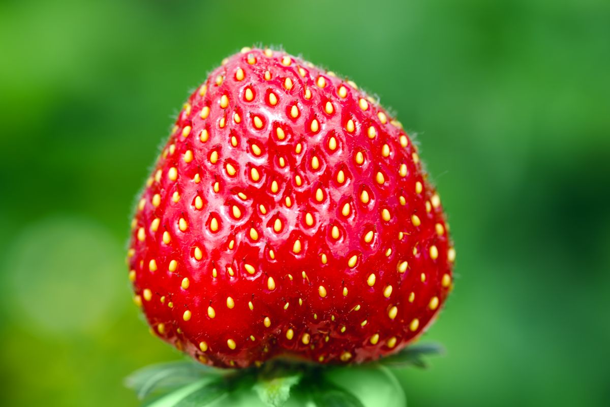 Strawberry Seeds All You Need To Know Updated 22