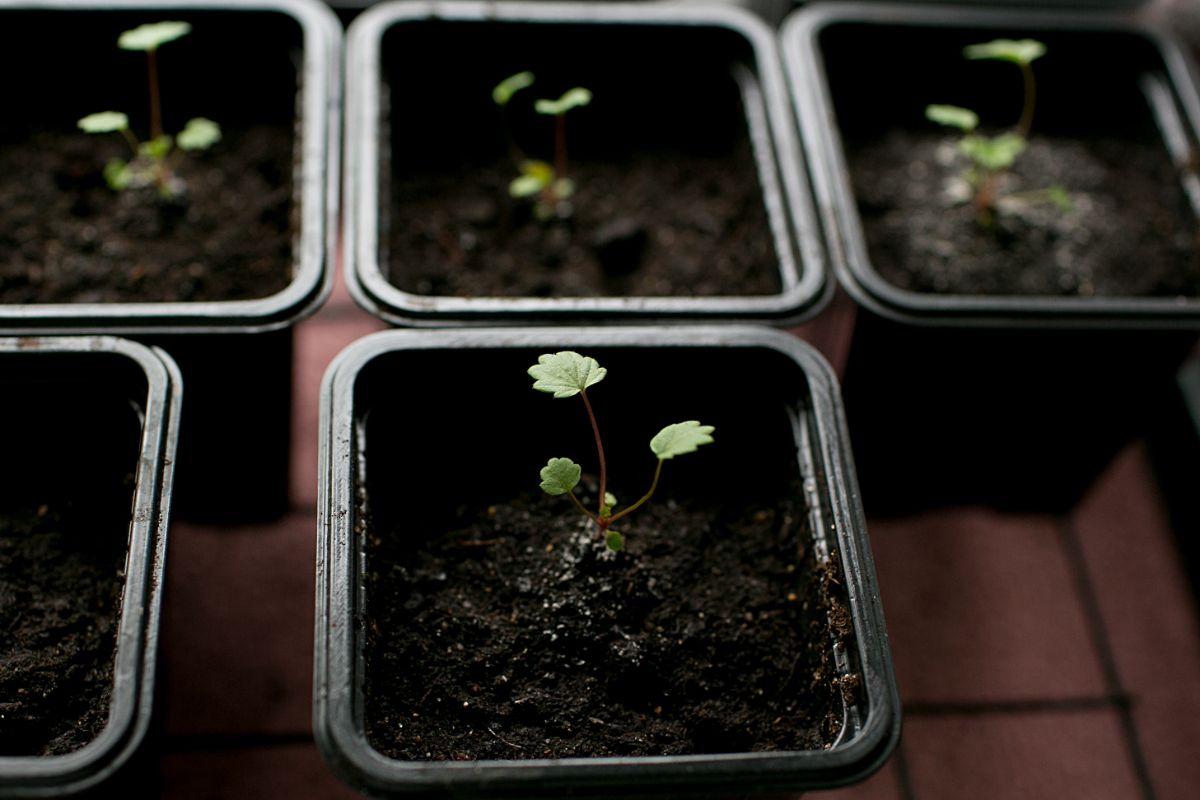 Tiny strawberry seedlings in black pots