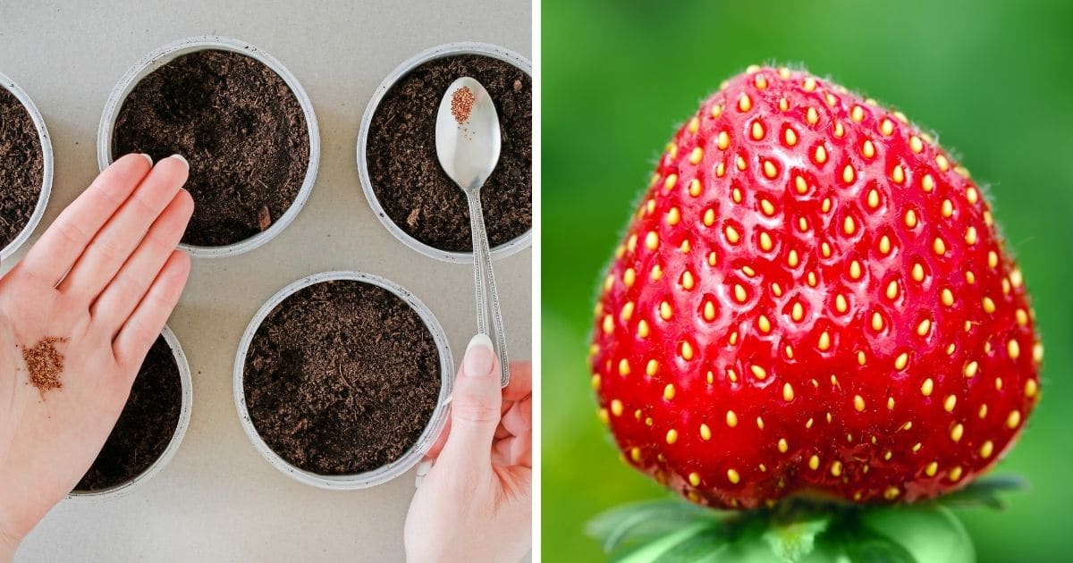 How Do You Start Strawberry Seeds Indoors 