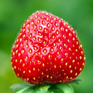 Fresh ripe red strawberry on green background