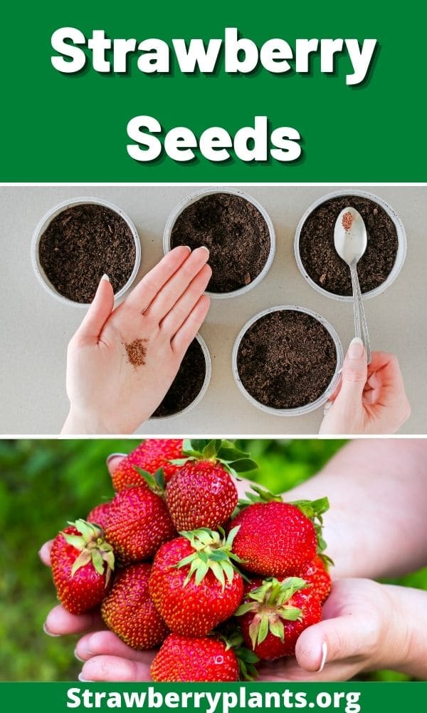 Strawberry Seeds All You Need To Know (Updated 2022)