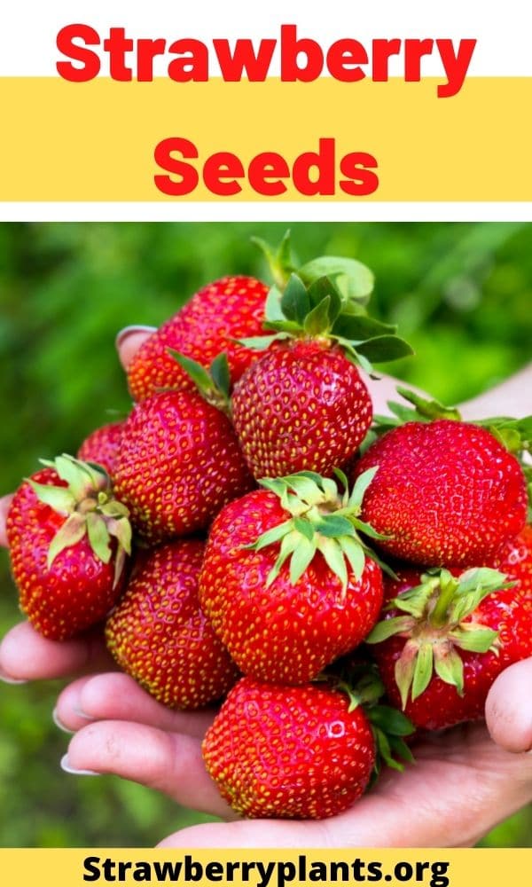 Strawberry Seeds - All You Need To Know (Updated 2022)