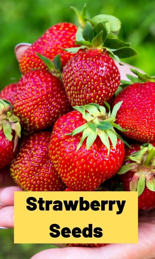 Strawberry Seeds - All You Need To Know (Updated 2022)