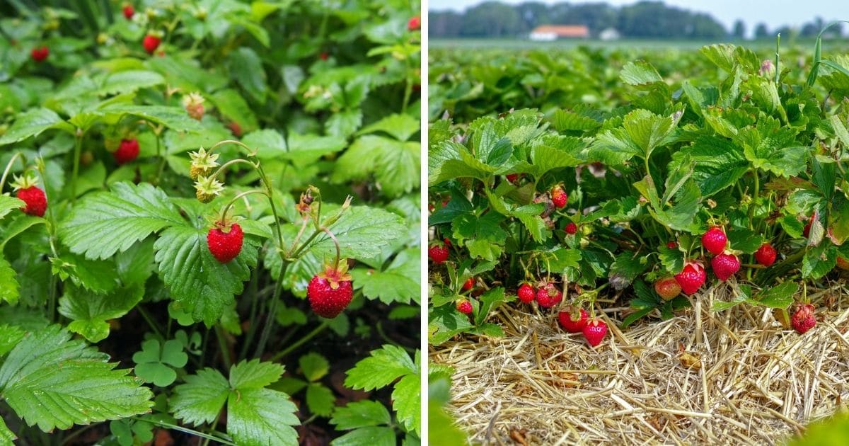 GENEVA Russian Seeds Strawberries