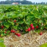 New harvest of sweet fresh outdoor red strawberries, growing outdoors in the soil, rows of ripe tasty strawberries
