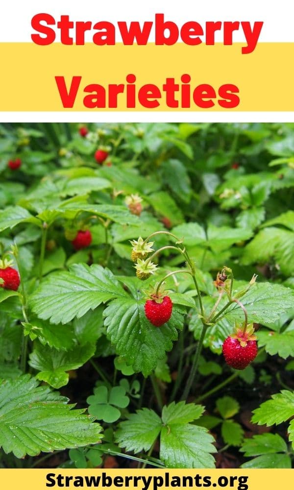 Strawberry Varieties The Complete Guide (Updated 2022)