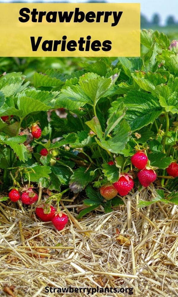 Strawberry Varieties The Complete Guide (Updated 2022)