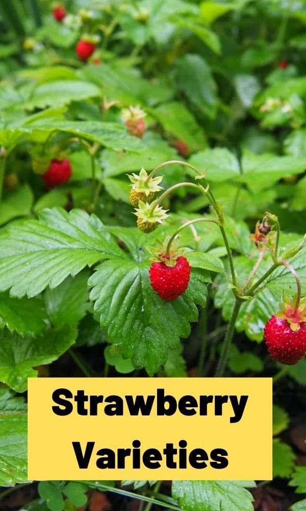 Strawberry Varieties: The Complete Guide (Updated 2022)