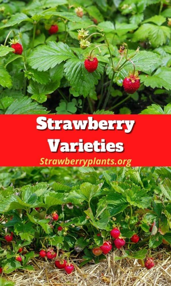 Strawberry Varieties: The Complete Guide (Updated 2022)