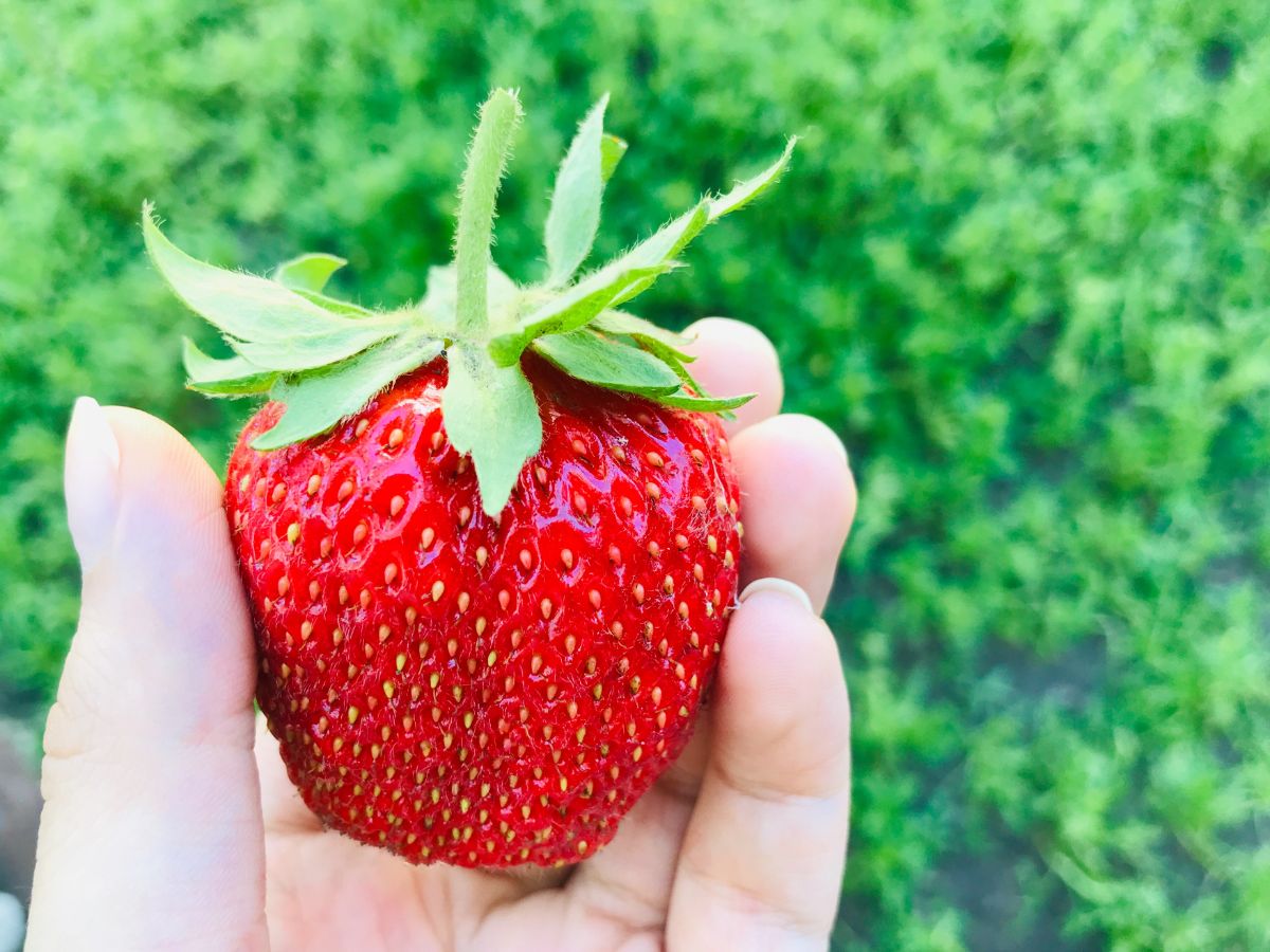 Gardener hand holding huge ripe strawberry