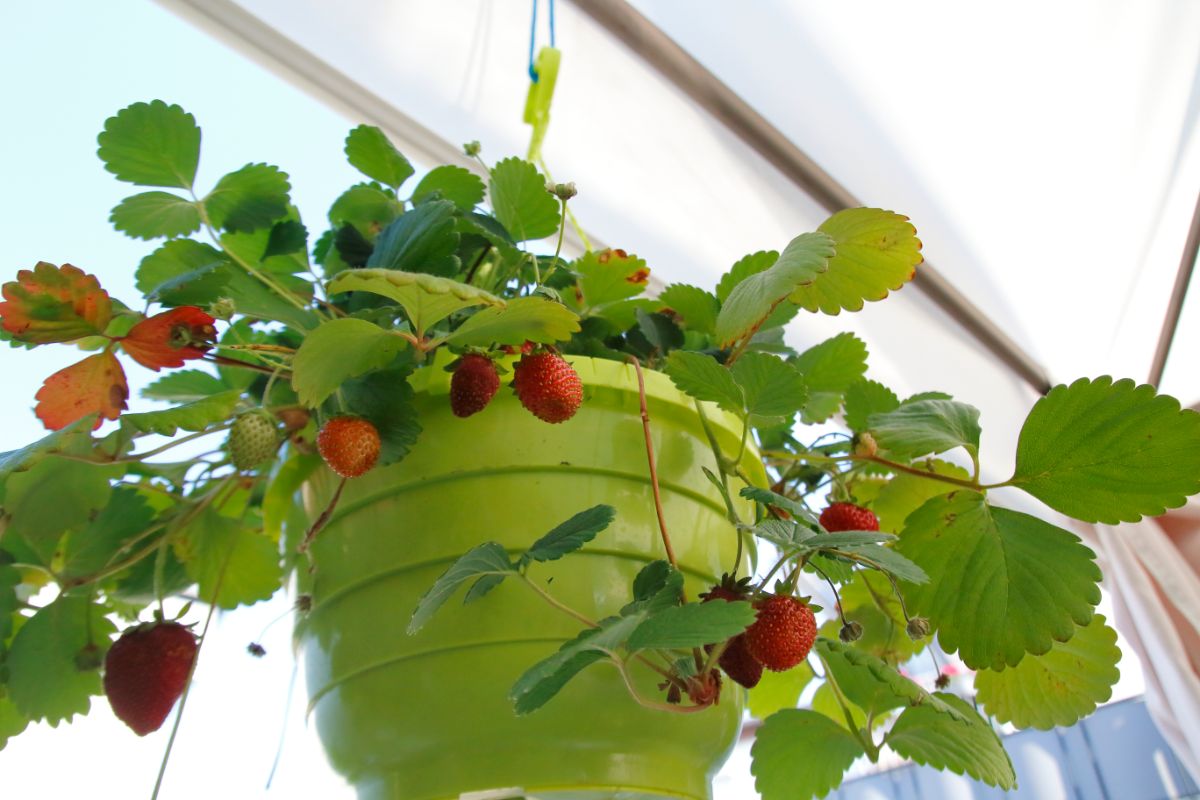 Hanging planter full of strawberry plant with ripe fruits