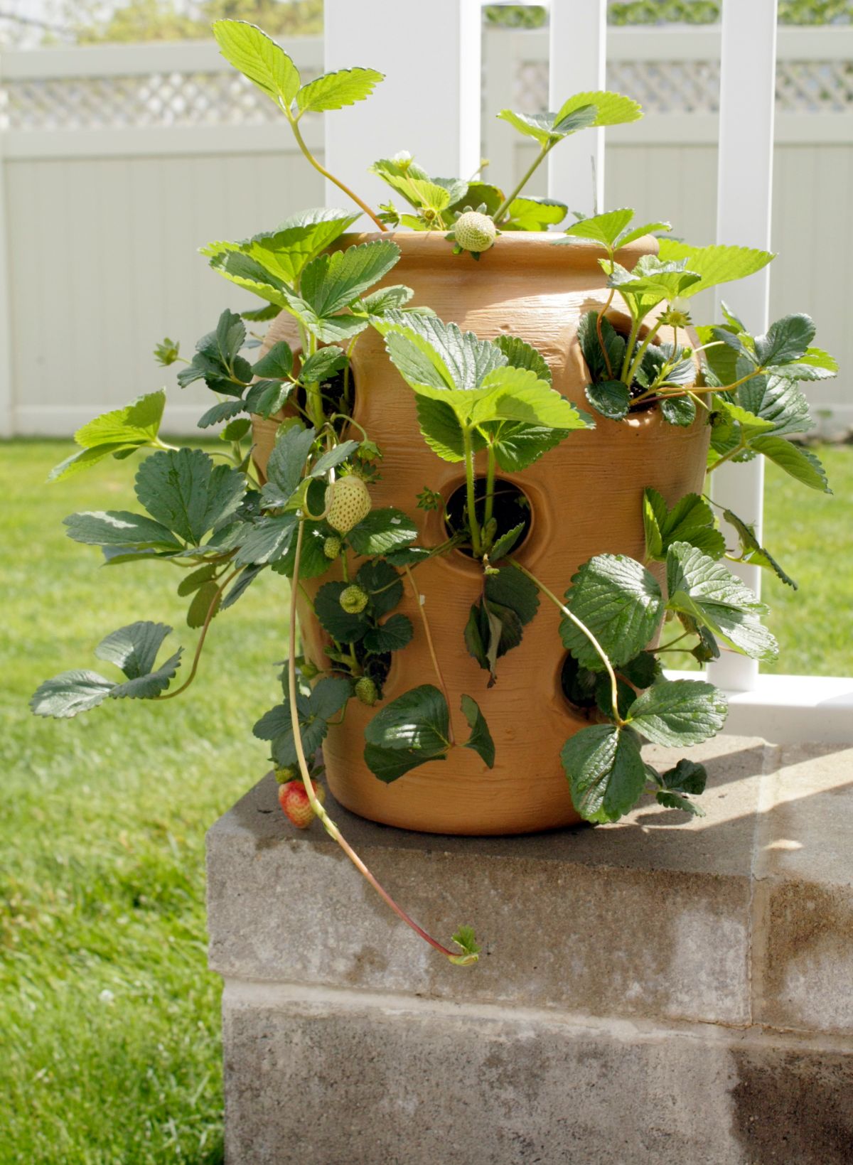 Brown container full of strawberries with fruits standing on concrete box in the garden