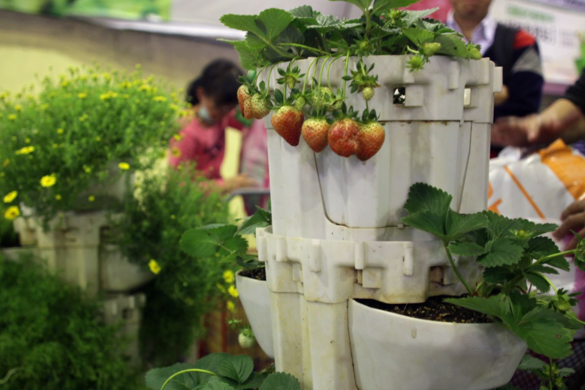 Strawberry plant with fruits in white container, market place background