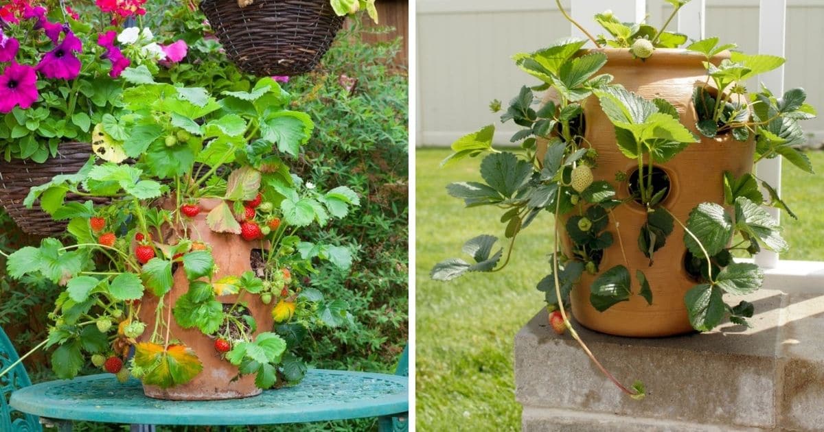 Details about   Topsy Turvy Upside Down Strawberry Planter 