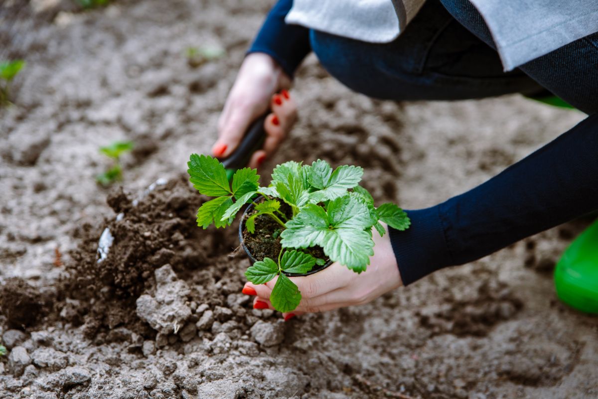 Woman gardener holding strawberry plant and shovel  over soil