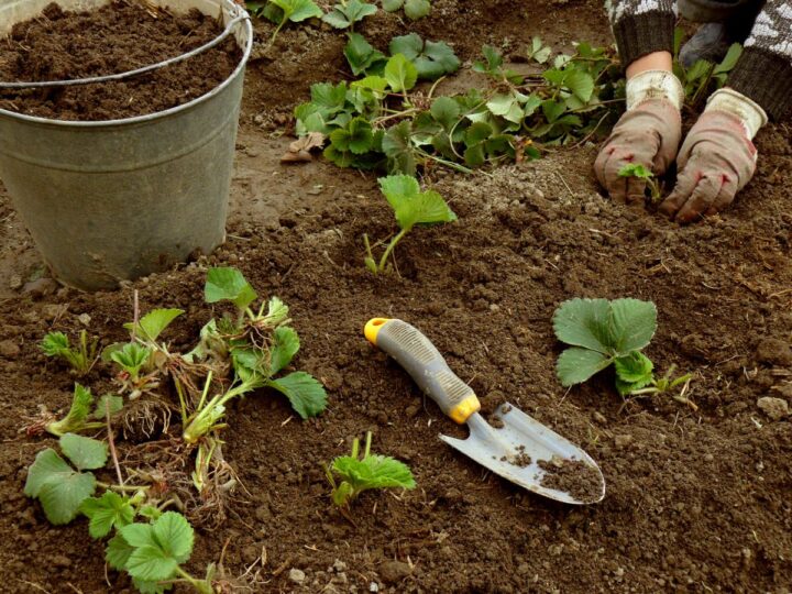 transplanting strawberry seedlings