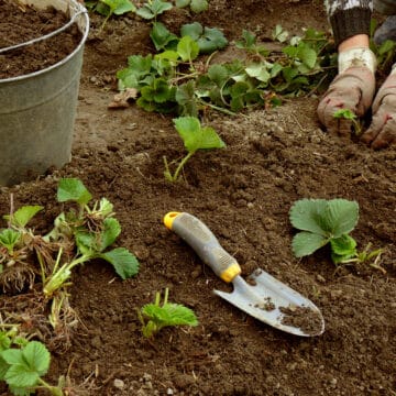 Farmer wearing gloves planting young strawberry plant with small showel and bucket full of soil