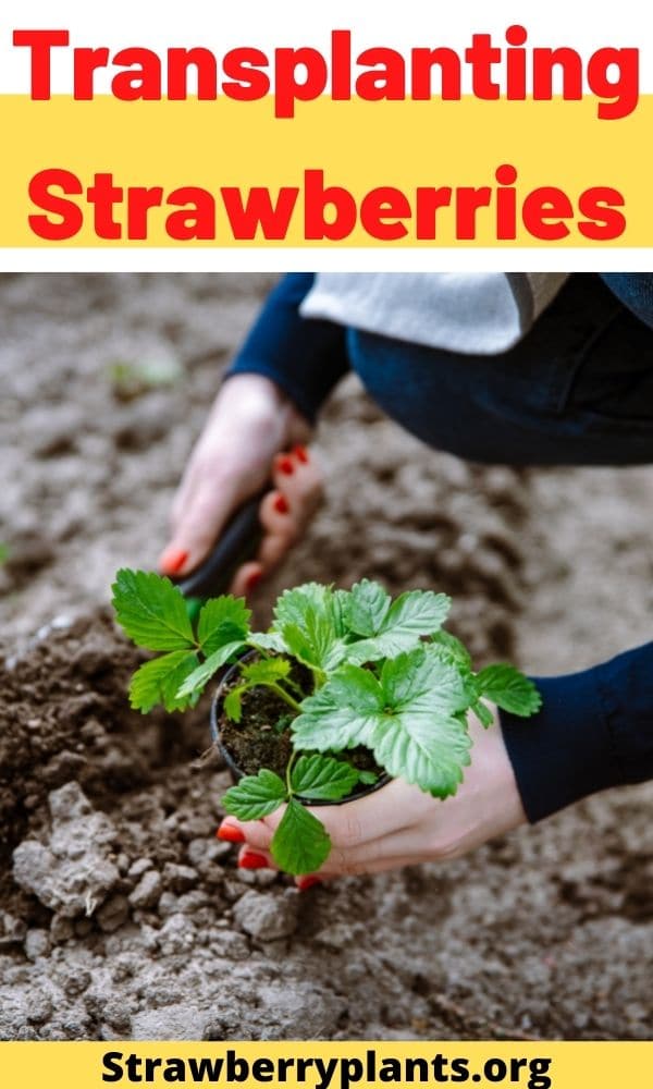 transplanting-strawberries-the-complete-guide-updated-2022