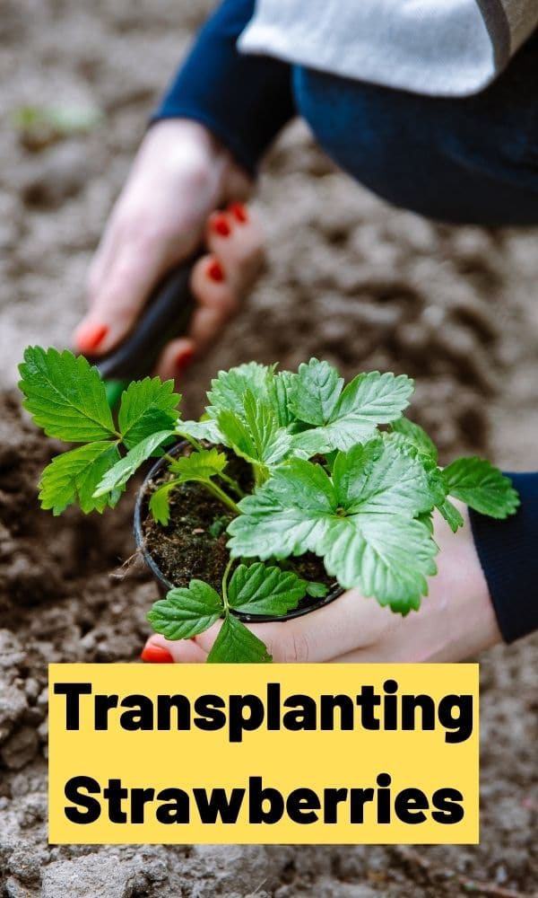 Transplanting Strawberries: The Complete Guide (Updated 2022)