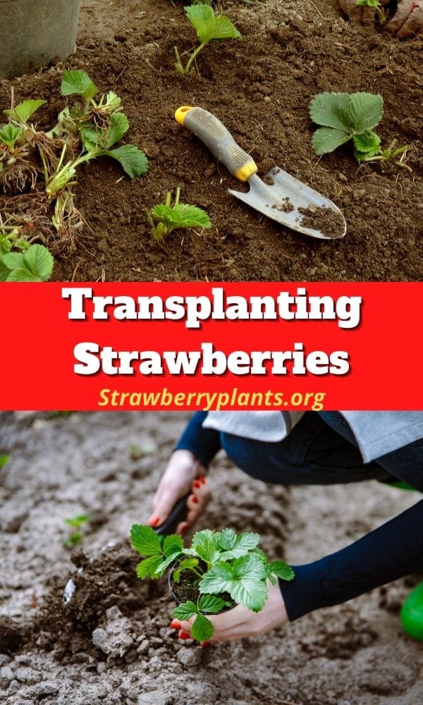 transplanting strawberry seedlings