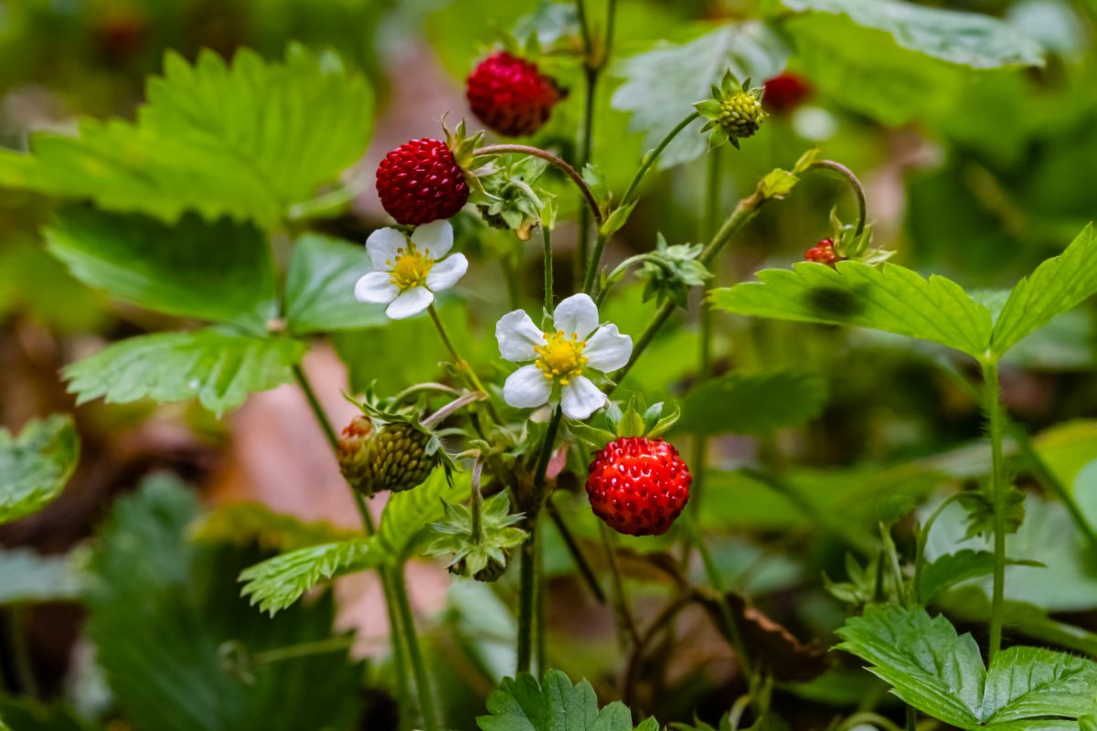 Strawberry plant with ripe and unripe small fruits and flowers