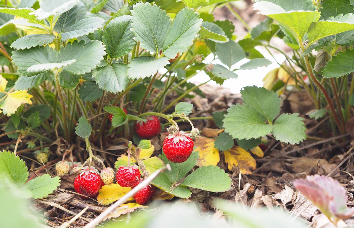 Smaller ripe and unripe strawberries on plant in garden