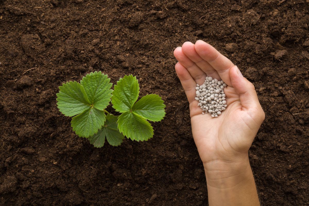 Gardener holding fertilizer in hand, strawberry plant in fresh soil