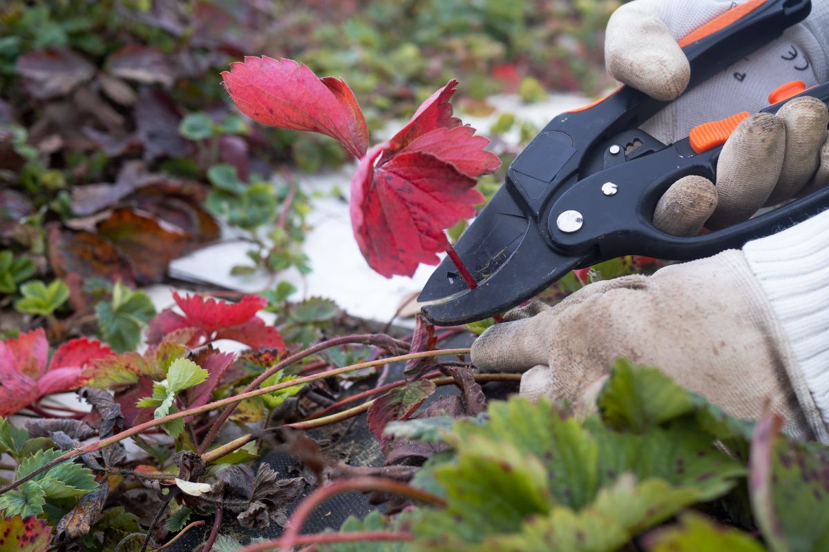 Gardener with gardening scissors cutting up old strawberry runner