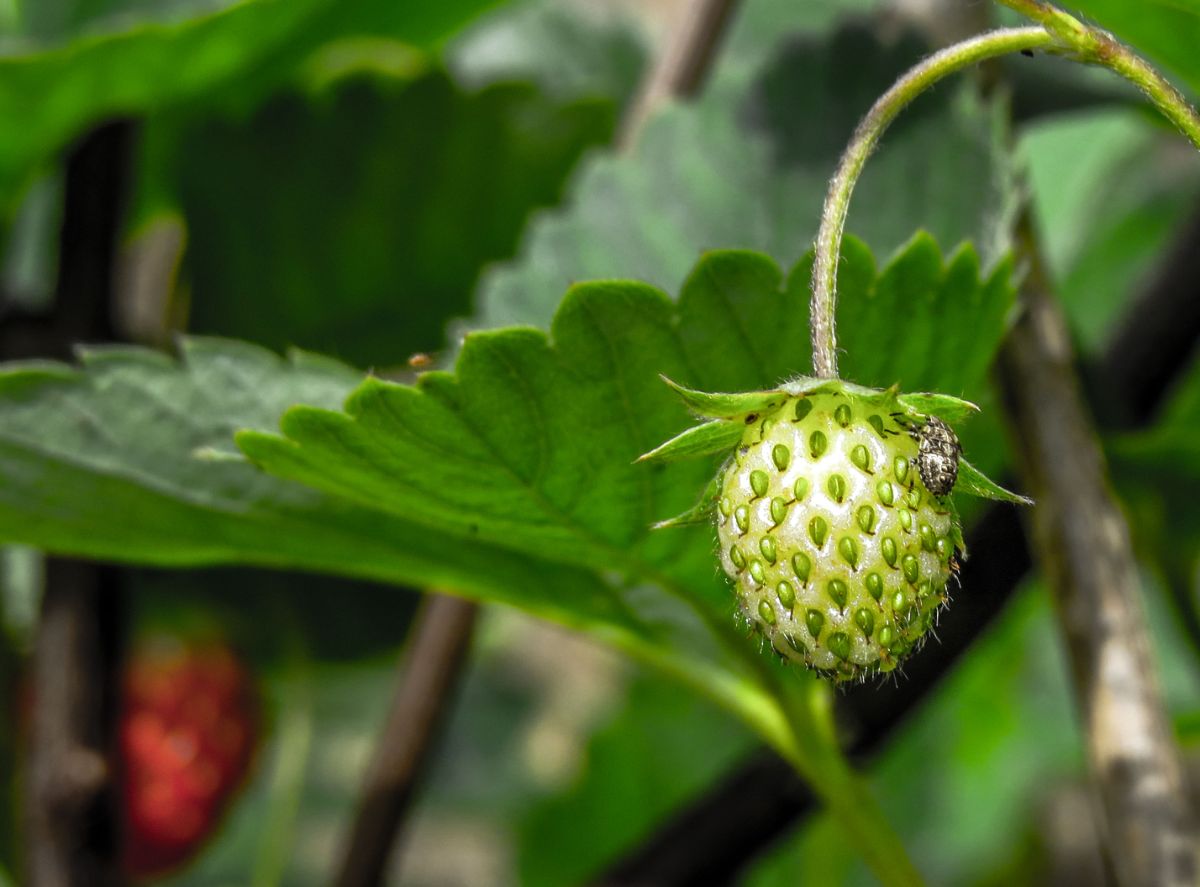 Small bug on unripe strawberry fruit, strawberry leave background