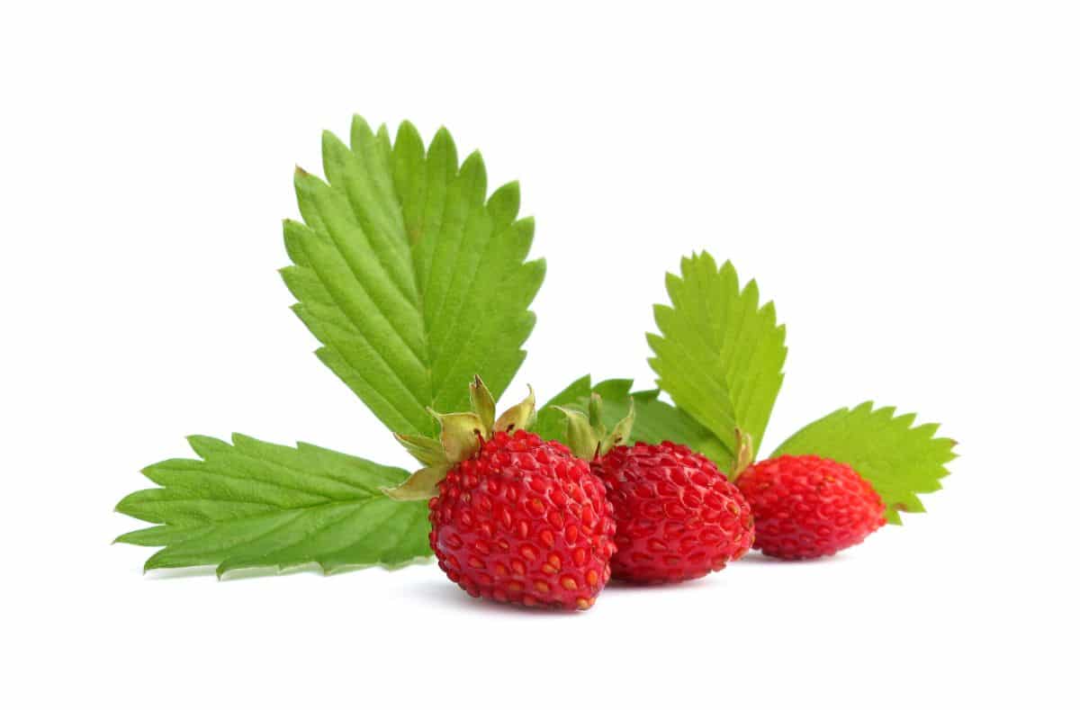 Closeshot of small ripe strawberries and strawberry leaves in white background