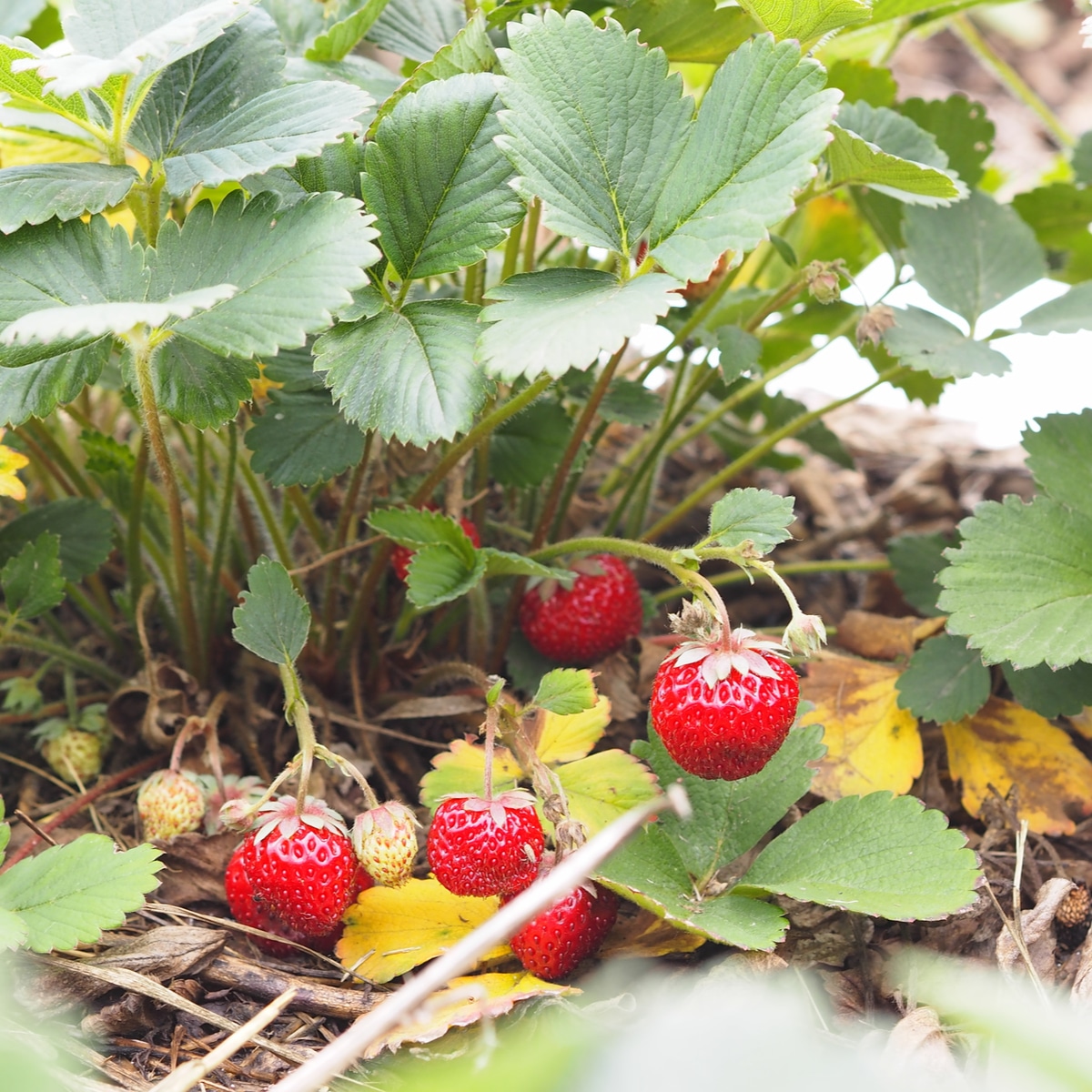 https://strawberryplants.org/wp-content/uploads/What-Causes-Small-Strawberries-featured.jpg
