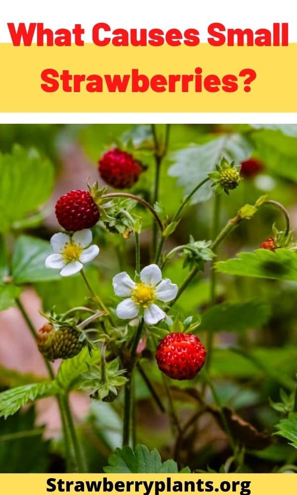 Why Are My Strawberries Small? + Causes and Prevention.