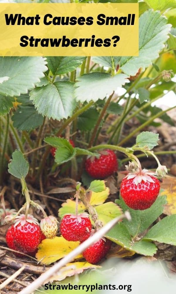 Why Are My Strawberries Small Causes And Prevention 5911